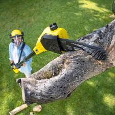 How Our Tree Care Process Works  in Burlington, ND